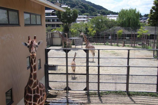 京都市動物園で動物愛護週間行事の参加者に配付されるオリジナルTシャツ、クリアファイルのデザインにデザイン学科の内藤歩美さんと池田泰子教授が協力しました。2
