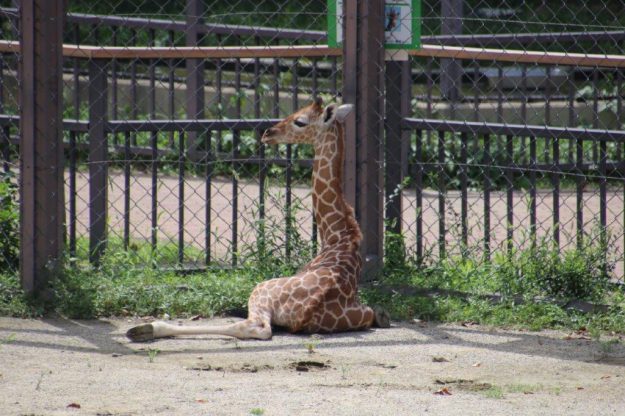 京都市動物園で動物愛護週間行事の参加者に配付されるオリジナルTシャツ、クリアファイルのデザインにデザイン学科の内藤歩美さんと池田泰子教授が協力しました。3